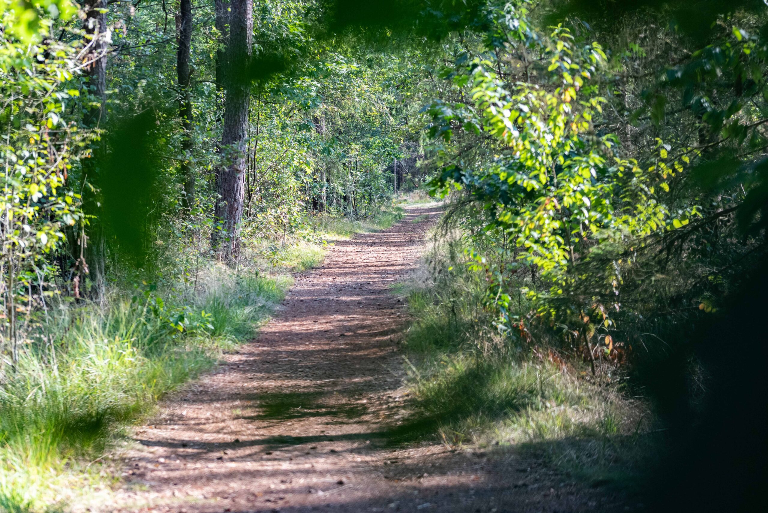 Wandelpad op Schapenmeer