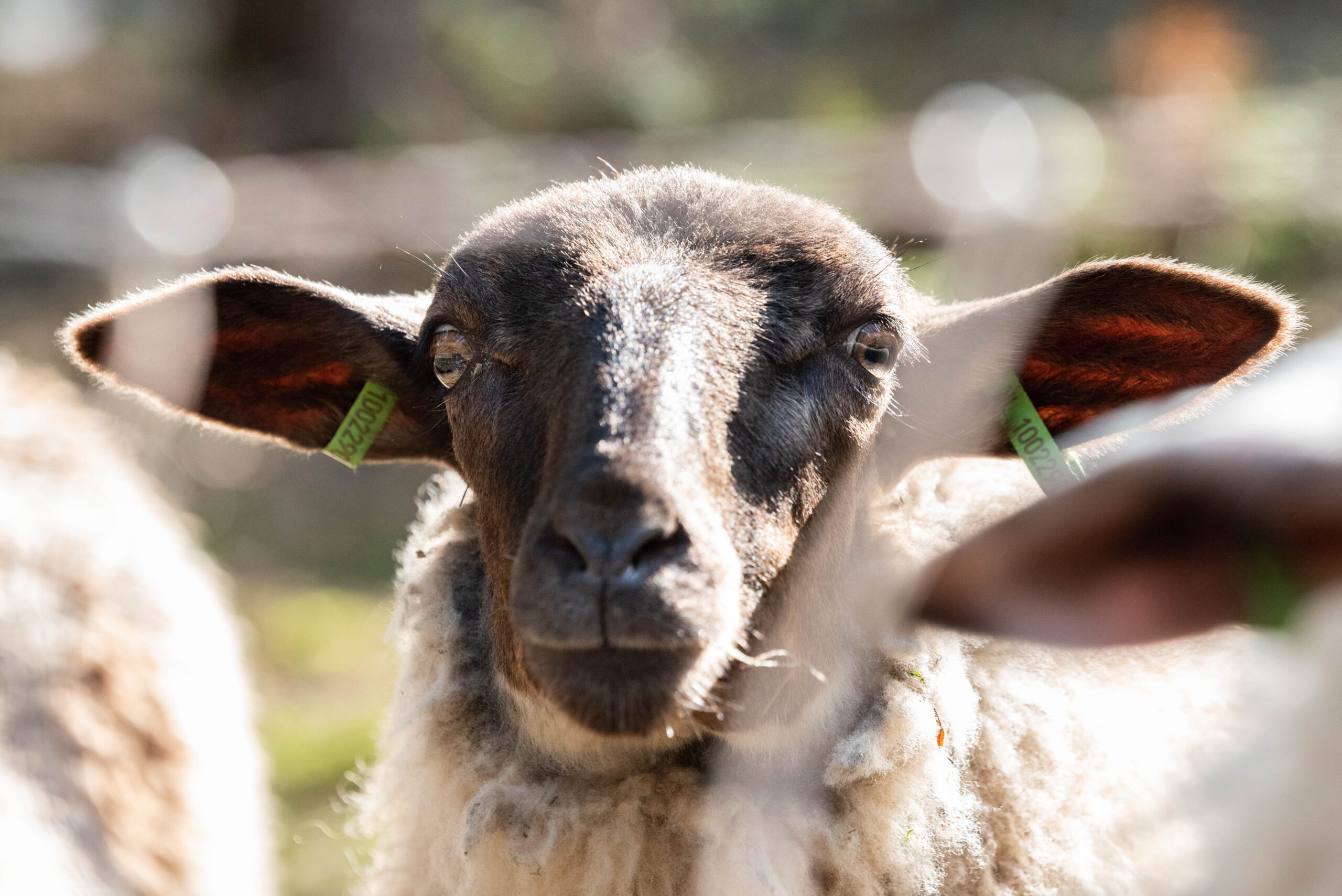 Schaap uit schaapskudde De Belhamel