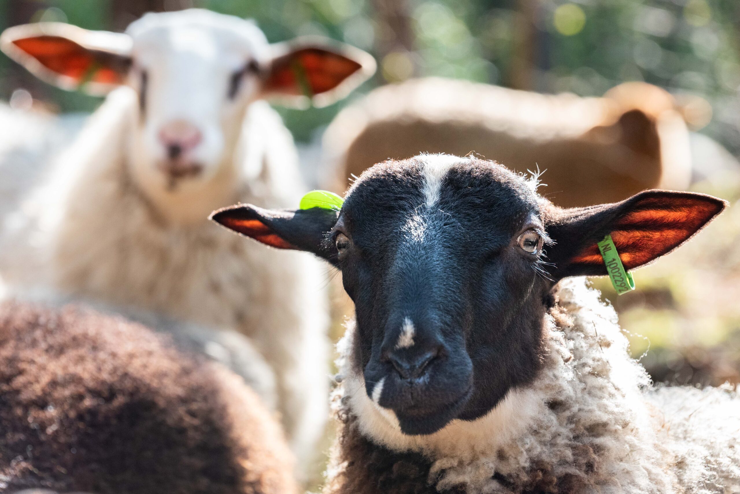 Schaap op Schapenmeer