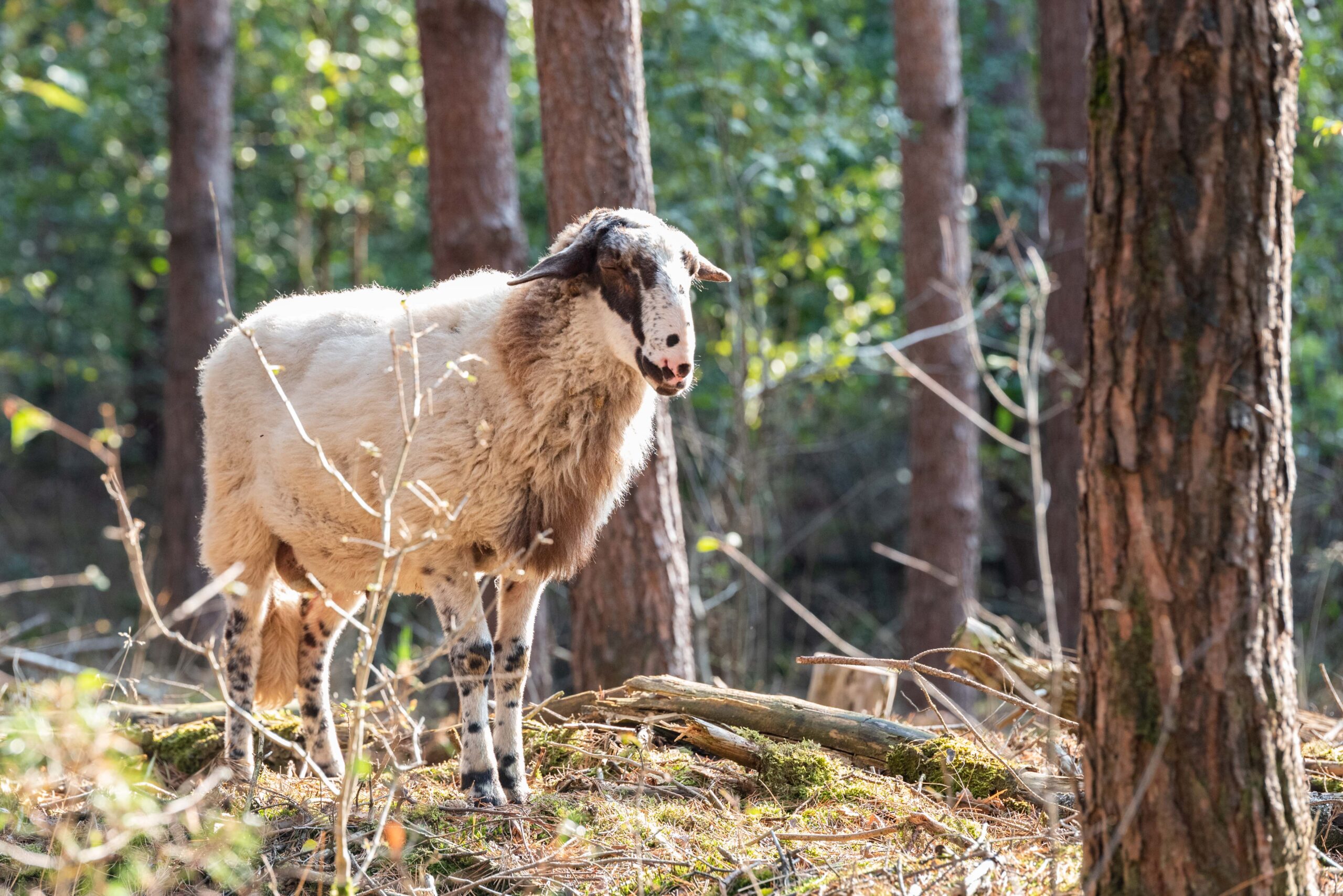 Schaap op natuurbegraafplaats Schapenmeer