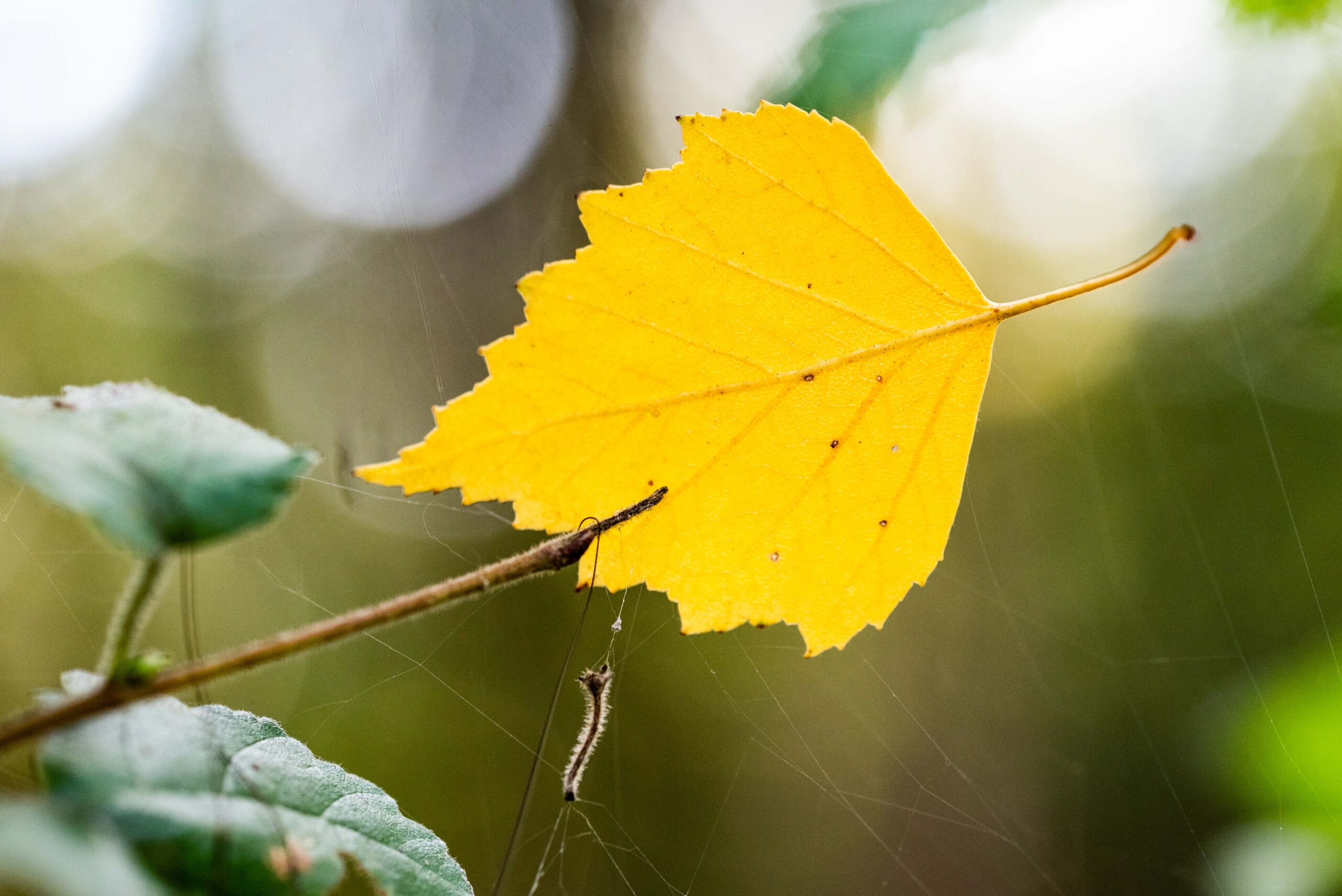 Geel herfstblad op Schapenmeer