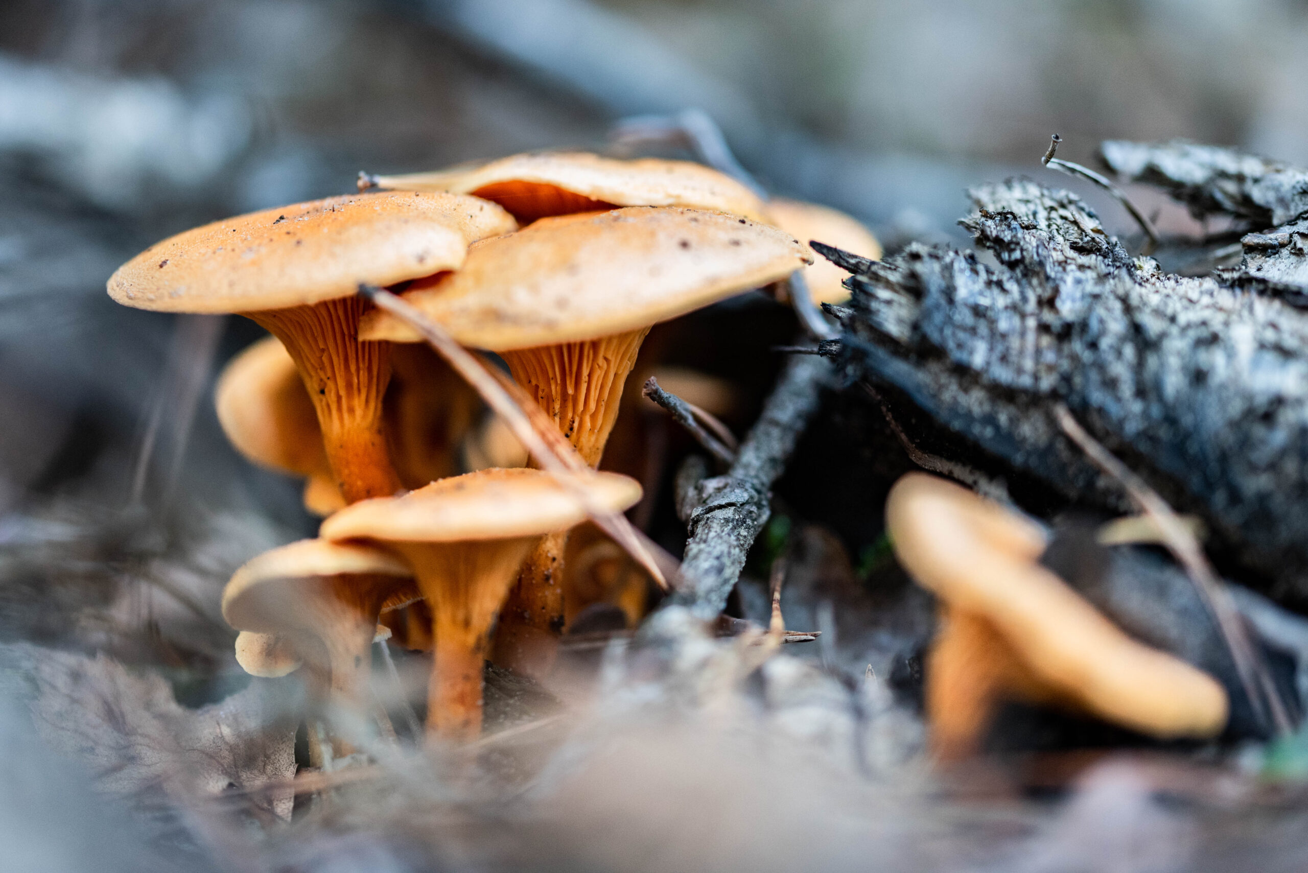 Paddestoelen op Natuurbegraafplaats Schapenmeer